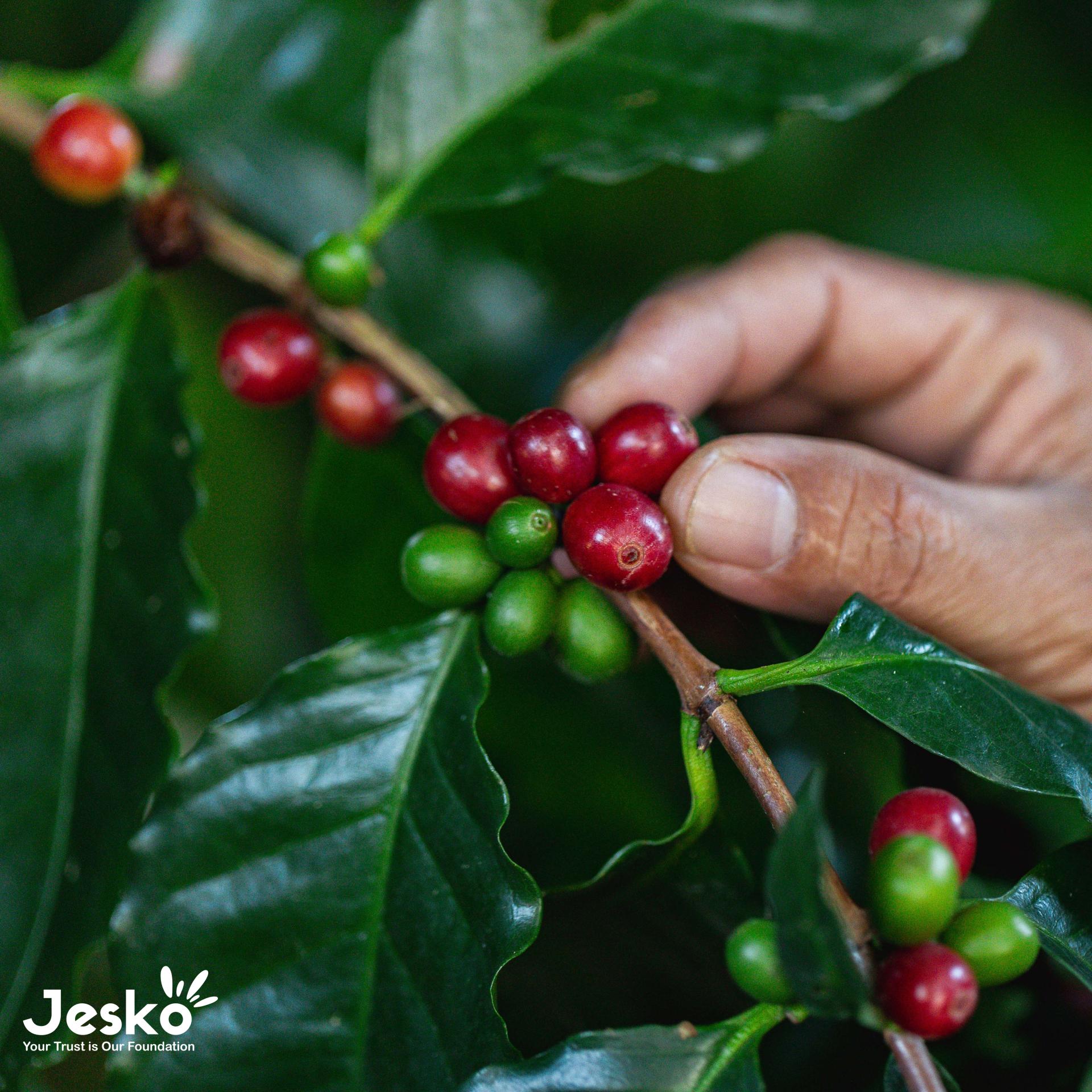 www.TheJesko.com