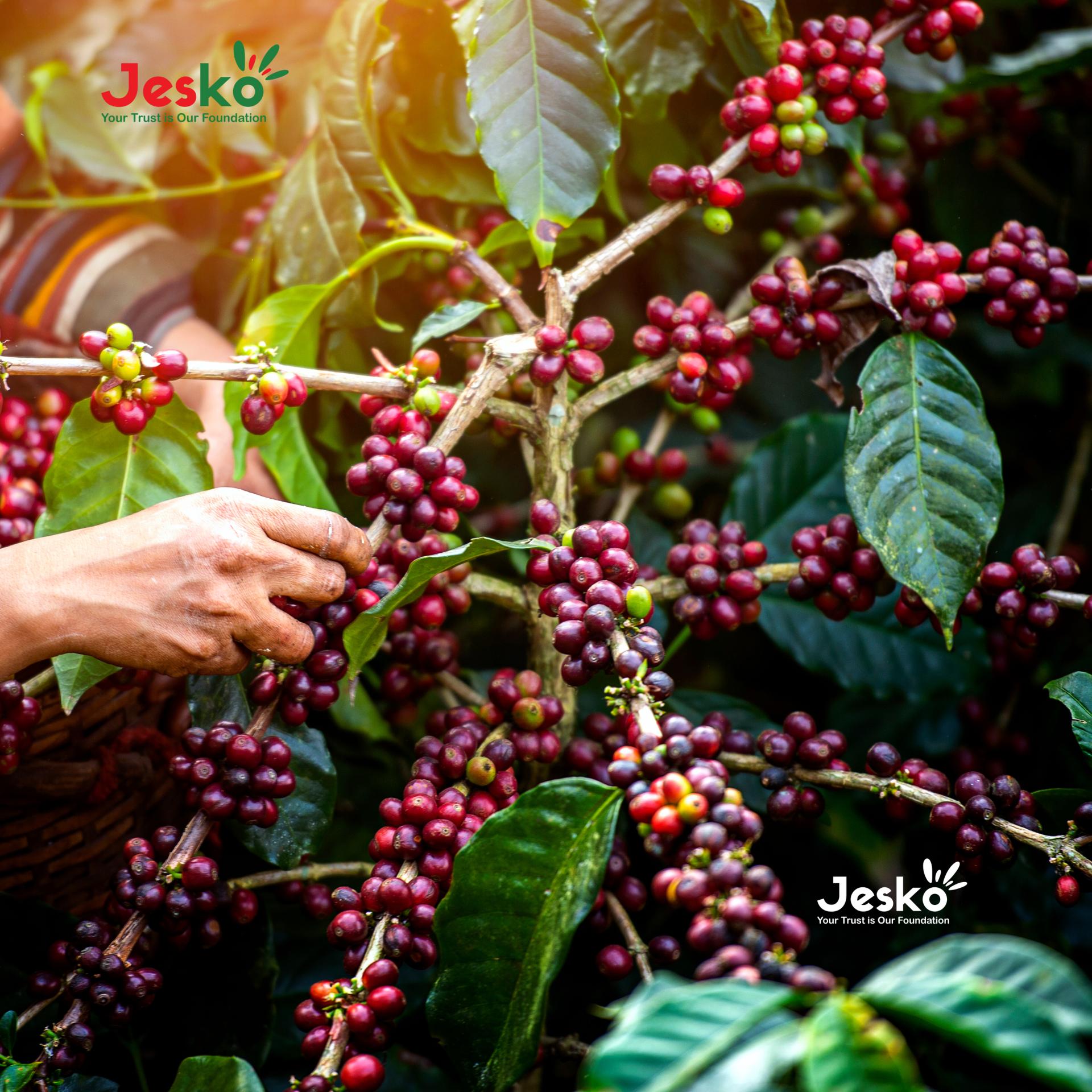 www.TheJesko.com