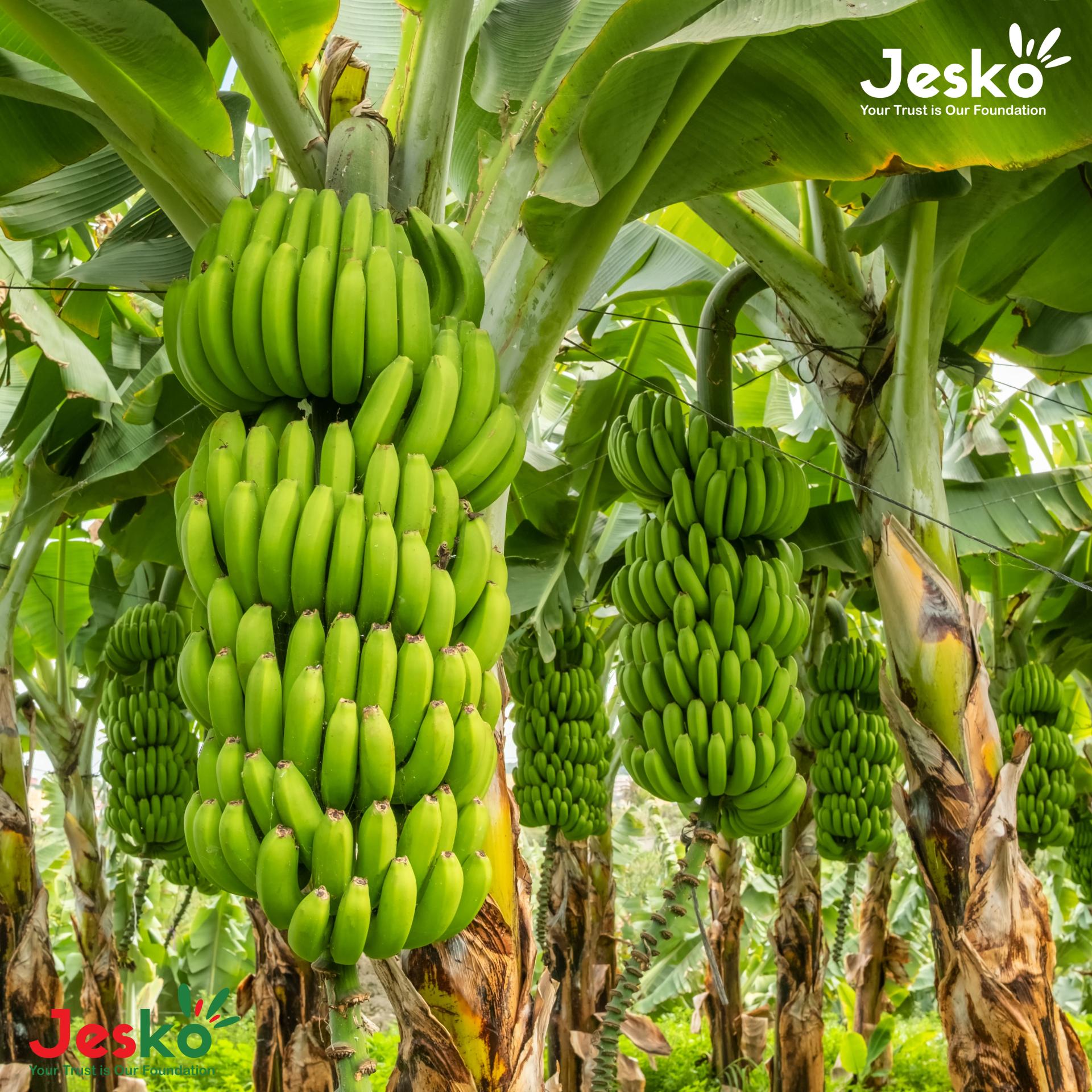 www.TheJesko.com
