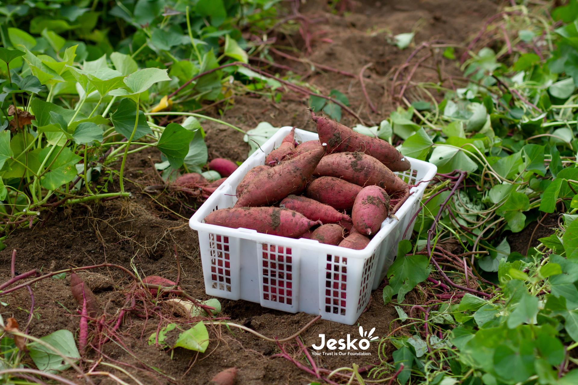 www.TheJesko.com
