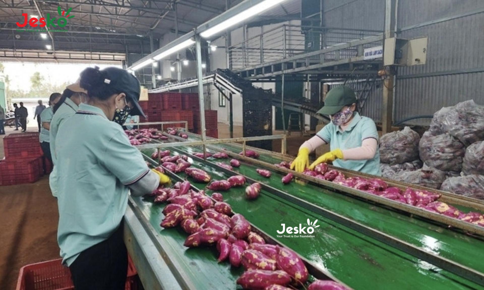 www.TheJesko.com